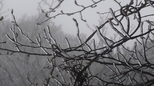 冬日枯树枝干景象