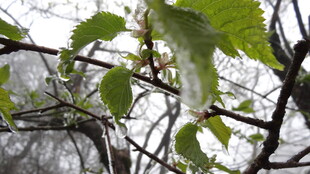 绿叶繁茂的树枝特写