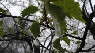 枝头新绿 展现春的生机