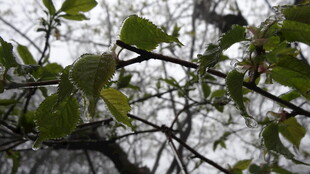 枝头绿叶 展现自然生机