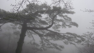 雾中孤松映湖面