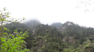 山间云雾缭绕的翠绿景致