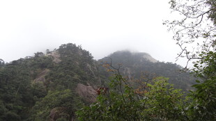 云雾缭绕的山林景色