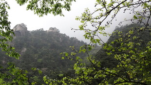 山林间绿意盎然的景致