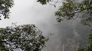 云雾缭绕中的山林景致