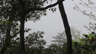 山林间朦胧树木景致