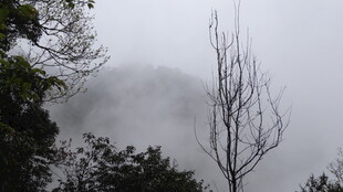 雾中枯树立于山林间