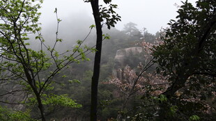 雾中山林春色景