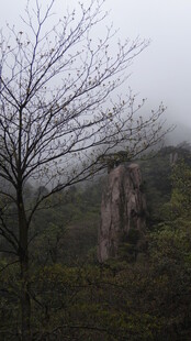 雾中枯树与嶙峋山石