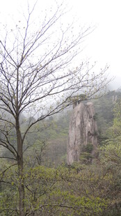 山间孤树伴奇石