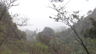 山间雾景 树木朦胧