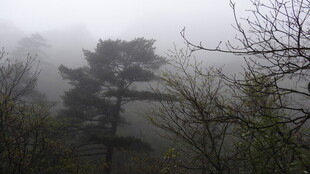 雾中山林风景图