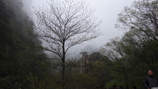 雾中枯树的山林景象