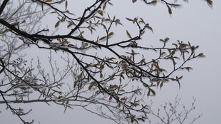 枝头新叶初绽的春日景象