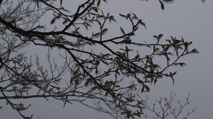 枝头新叶 展现自然生机