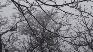 枝头小鸟 冬日萧瑟景象