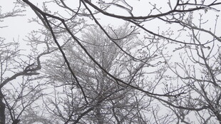 冬日枯树枝干景象