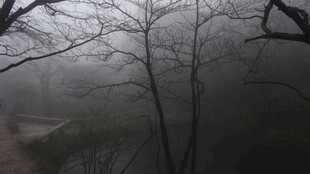 雾中萧瑟树林景象