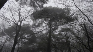 雾中森林 树木朦胧景象