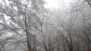 雾凇覆盖的树林景观