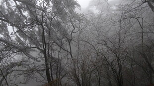 雾中树林的朦胧景致