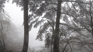 雾中树林 静谧冬日景象