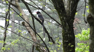 林间飞鸟 隐于繁茂枝丫间