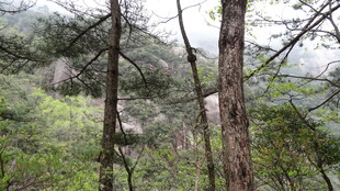 山林间挺拔的树木景观