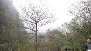 雾中漫步的山林景色