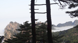 山间挺拔树木与远处山峦