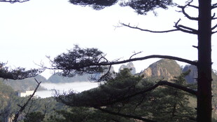 山间松林云雾缭绕美景