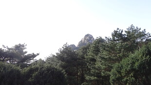 山林绿树风景图