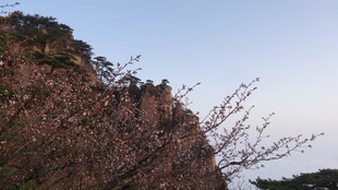 山景与花枝