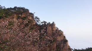 山巅繁花绽放美景