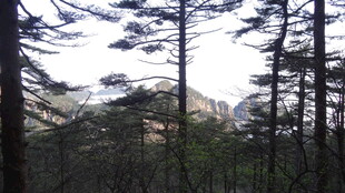 山林间挺拔的树木景观