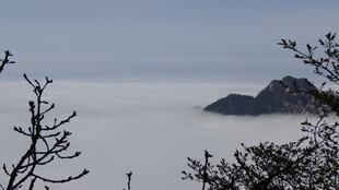 山间云海与孤枝景致