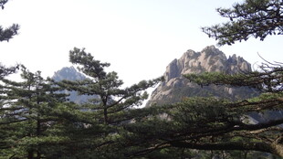 黄山松与峻峭山峰景色