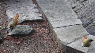 路边缝隙中的顽强小植物