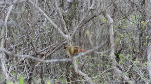 林间隐匿的小鸟