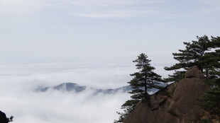 山巅云海间的挺拔松树