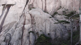 险峻山石间的生机