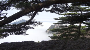 透过树枝望天空景色