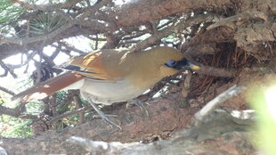 枝头栖息的多彩小鸟