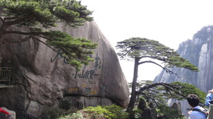 黄山奇峰劲松景观