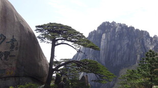 黄山奇松与巍峨山峦