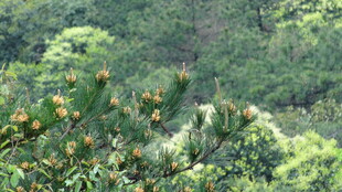 山林间绿意盎然的植物景观
