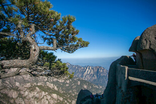 山巅奇松与壮阔远景
