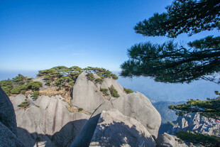 黄山奇峰上的苍松美景