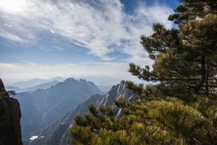 山间松景与远处山峦