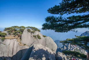 黄山奇峰上的挺拔松树